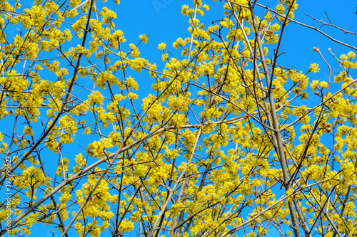 Photo of blooming yellow twig dogwood in garden in spring