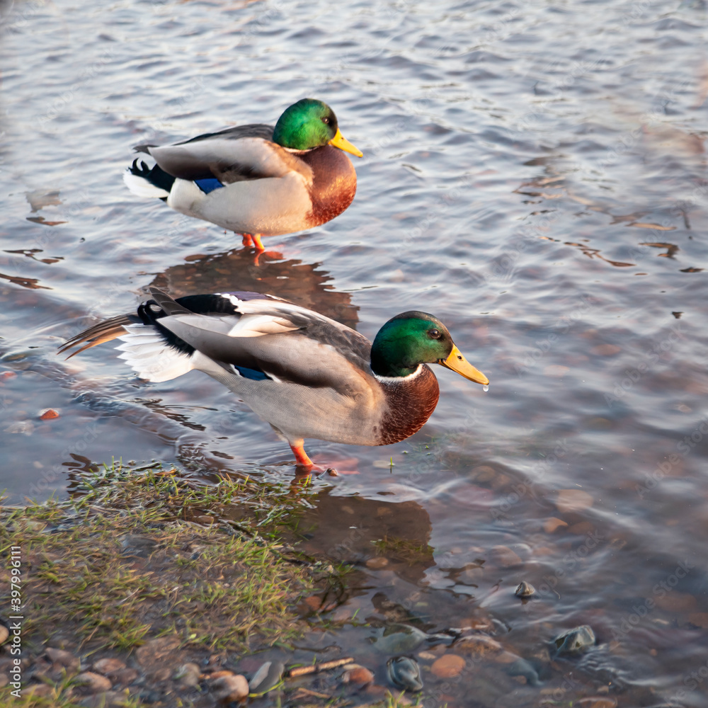 Wild ducks drakes with bright plumage on the river bank Wild ducks drakes with bright plumage on the river bank