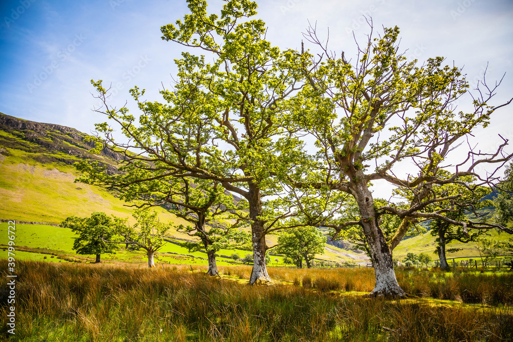 Old trees in the Hills around the small town of Keswick at Derwentwater,  Lake district,  