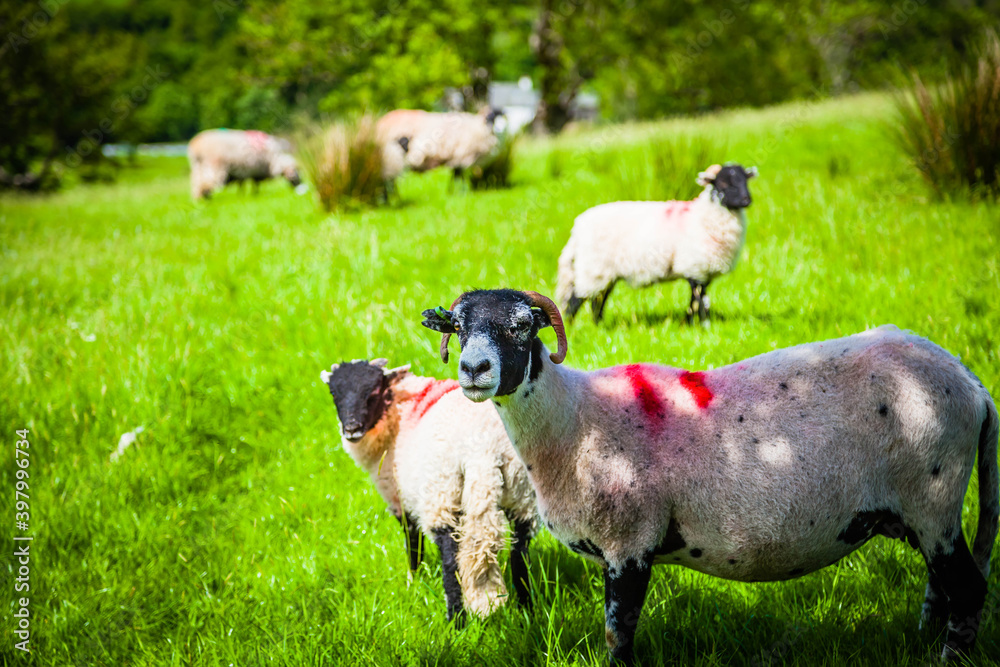 Sheep in the green pastures of the Lake district, Cumbria, United Kingdom Sheep in the green pastures of the Lake district, Cumbria, United Kingdom