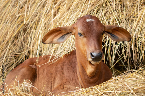 Bild auf Leinwand Red brahman calf lying near Haystack