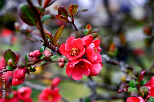pink blossom of the crabapple bush