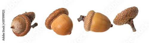 acorn nuts as a border against a white background