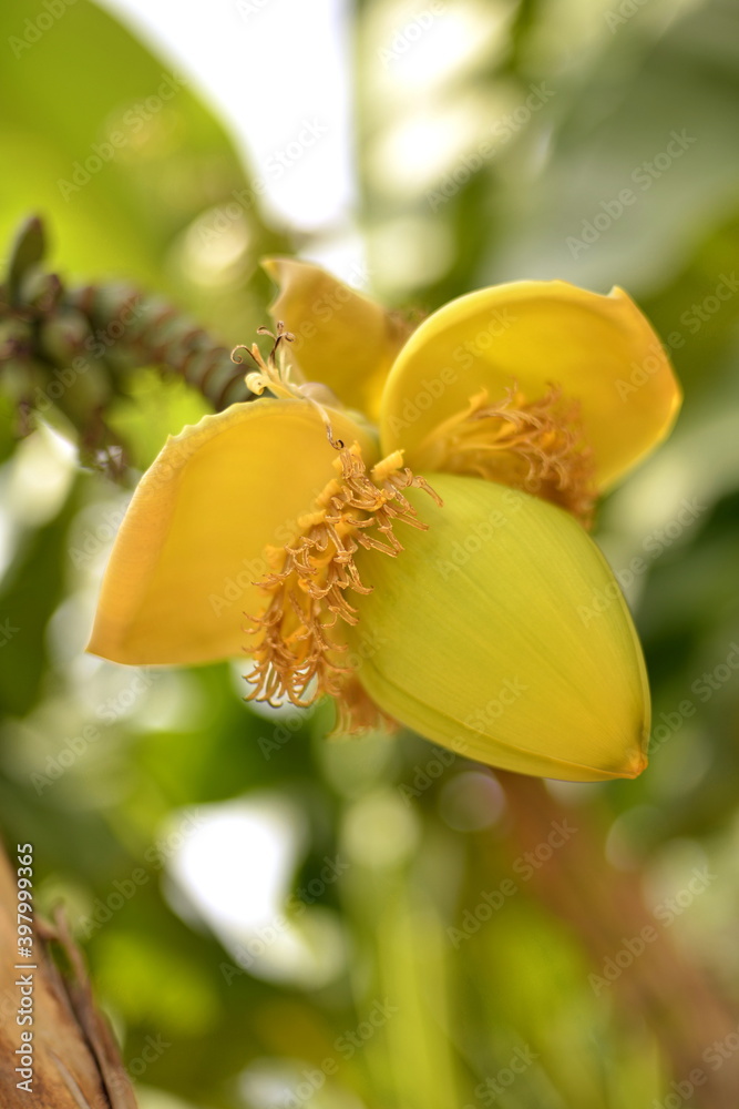flower on tree flower on tree