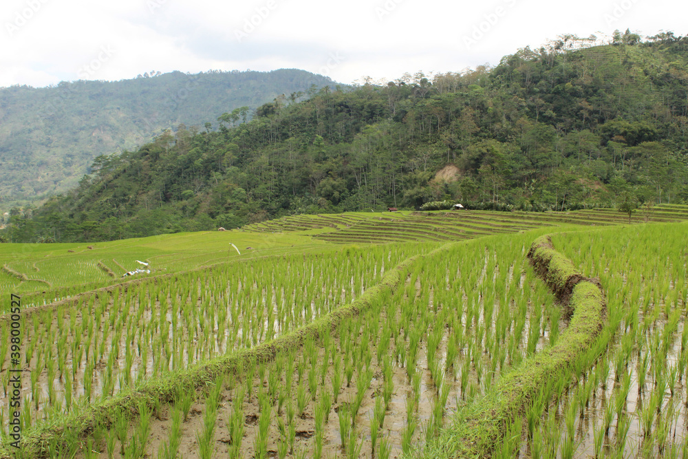 beautiful terraced rice fields, green freshness nature background wallpaper photo