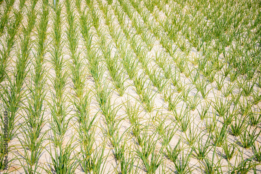 Onions are grown in the sand Onions are grown in the sand