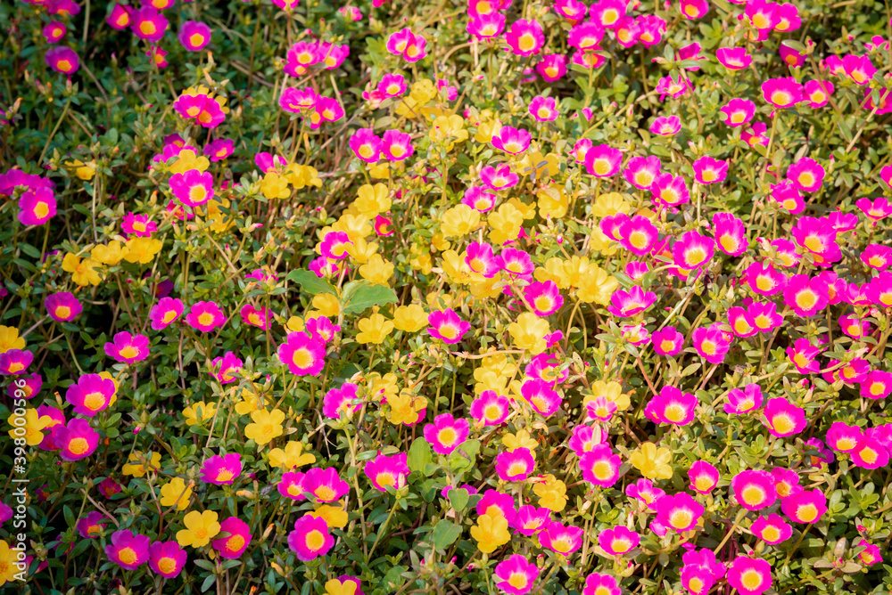Beautiful Flower, Fresh Pink Purslane, Moss Rose, Ten O'Clock, Sun Rose or Portulaca Grandiflora Flower with Dew Drop.