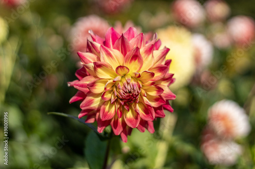 multicolored dahlia  white  violet yellow  in October sunny morning. 2020.