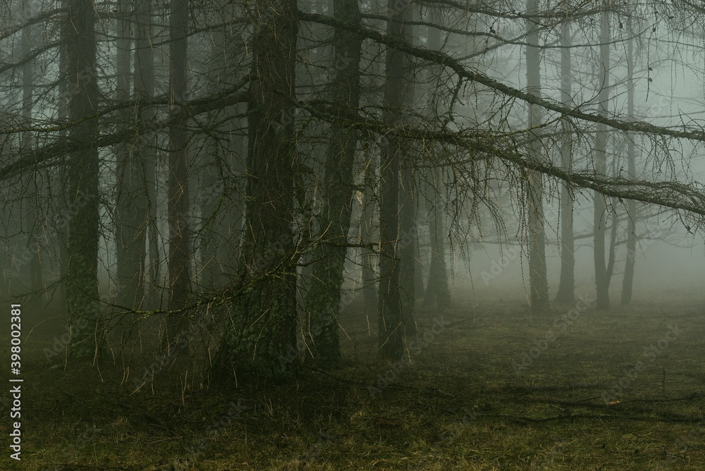 Fototapeta premium Larches