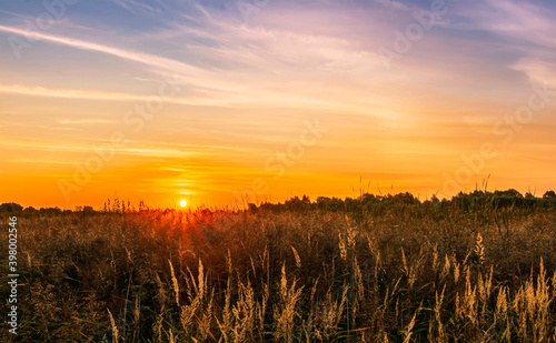 scenic view from reeds at a beautiful sunset. Reed cane grass on the front and orange sun glow with picrutesque sky on the background. Amazing evening landscape © Yaroslav