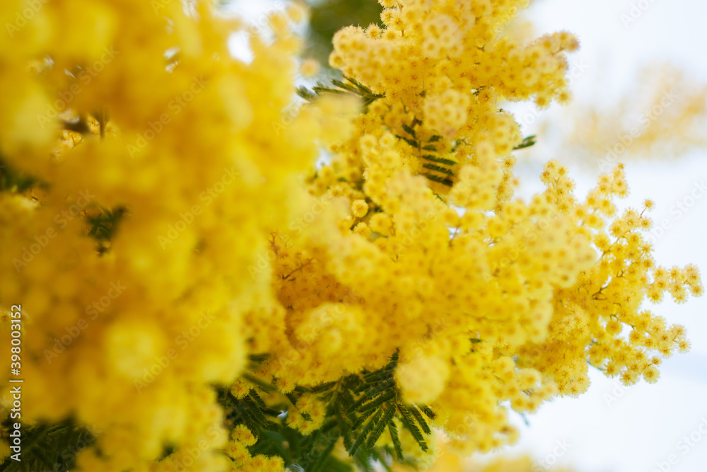 Golden wattle flowers Acacia yellow Golden wattle flowers Acacia yellow