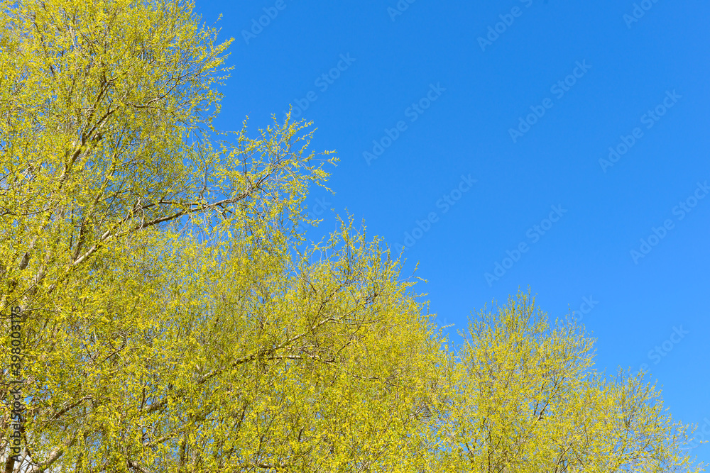 Fototapeta premium Young leaves on tree branches against the blue sky
