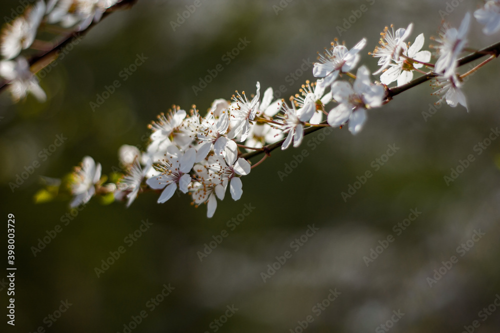 Cherry Blossoms Macro detail picture in spring with blue sky Cherry Blossoms Macro detail picture in spring with blue sky