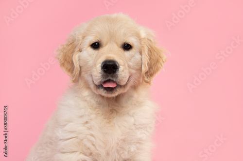 Portrait of a cute golden retriever puppy looking at the camera on a pink background with its tongue sticking out © Elles Rijsdijk