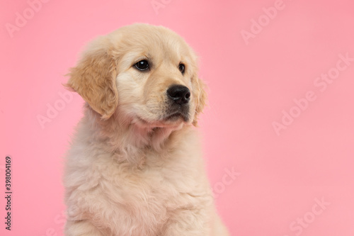 Portrait of a cute golden retriever puppy on a pink background looking away with copy space