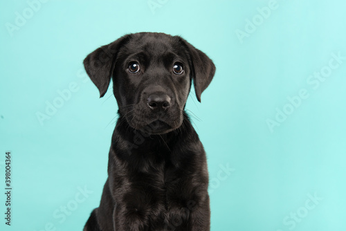 Portrait of a cute black labrador retriever puppy looking at the camera on a turquoise blue background