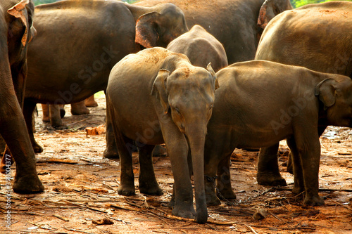 Photography Baby Elephant in the group of elephants