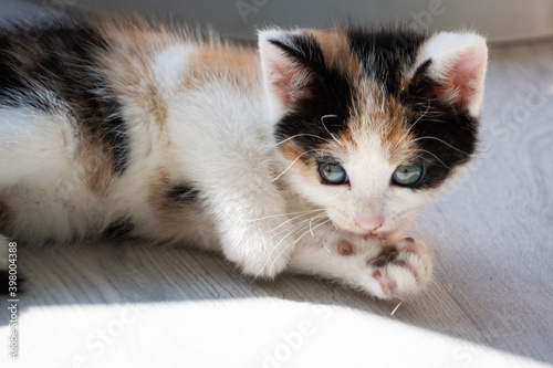 Obraz na płótnie Portrait of calico kitten looking at you laying down 2