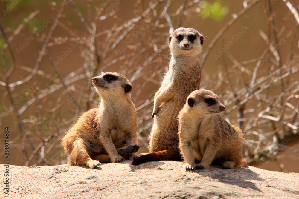 Erdmännchen (Suricata suricatta), auch Surikate oder Scharrtier, Gruppentiere Erdmännchen (Suricata suricatta), auch Surikate oder Scharrtier, Gruppentiere