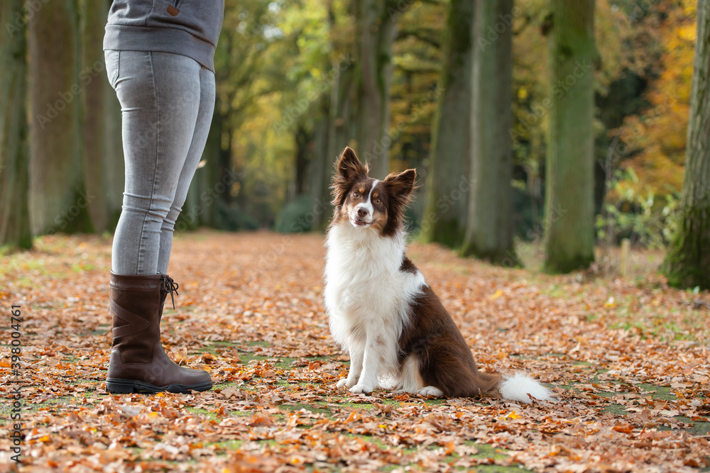 Obraz premium Dog seen from the side, sitting and looking up focused on its owner being trained by its owner outdoors in a forest lane during autumn