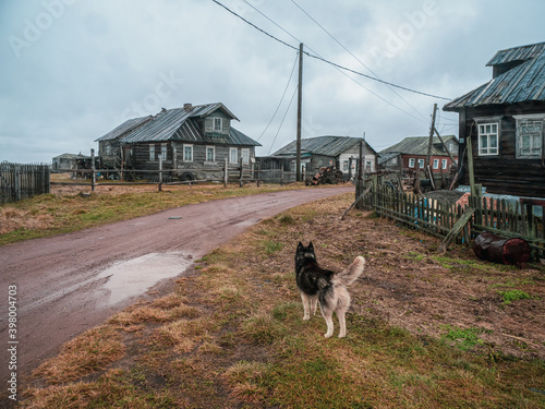 Authentic village on the shore of the Kandalaksha Bay of the White sea. The yard dog is on guard. Kola peninsula. Russia