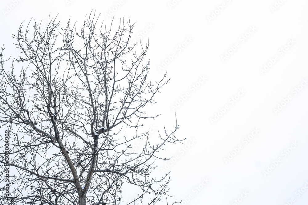 Obraz premium tree branches silhouette