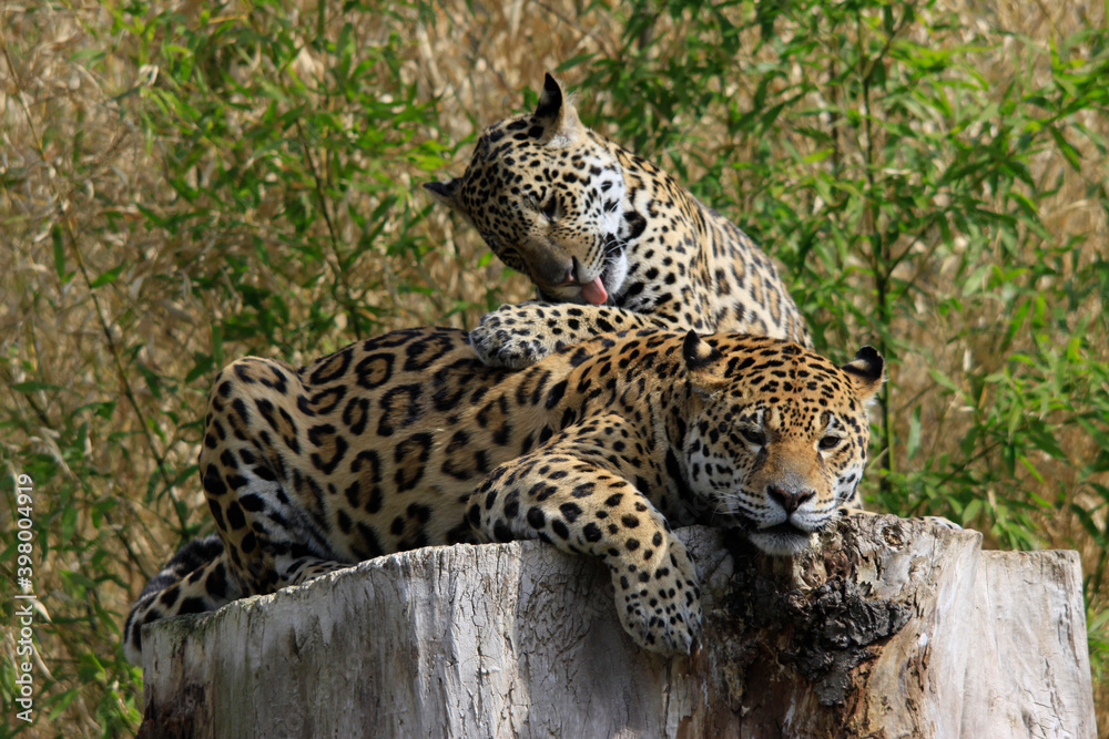 Jaguar (Panthera onca) Paar, Raubtiere, Südamerika und Mittelamerika Jaguar (Panthera onca) Paar, Raubtiere, Südamerika und Mittelamerika