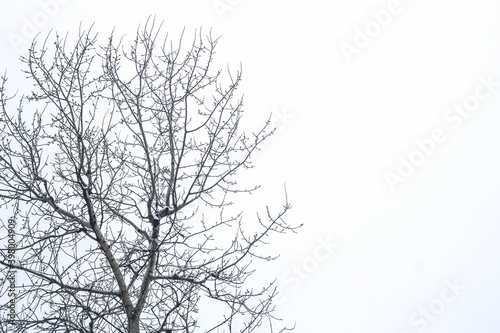 tree branches silhouette