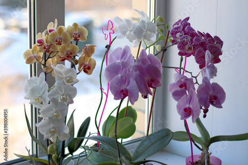 Blooming orchids of different colors on the windowsill