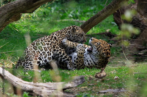Jaguar  Panthera onca  Paar  Raubtiere  S  damerika und Mittelamerika