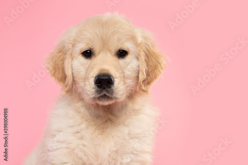 Portrait of a cute golden retriever puppy looking at the camera on a pink background