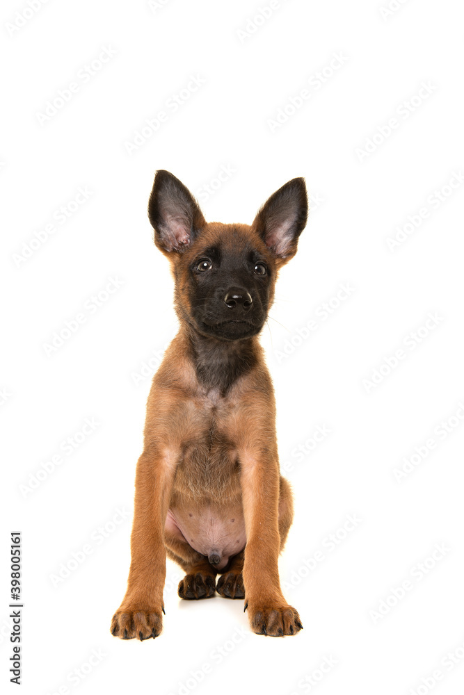 Belgian shepherd or Malinois dog puppy looking at the camera sitting on a white background seen from the front