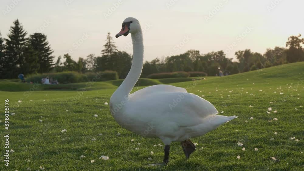 Swan walking on grass in public park at sunset Swan walking on grass in public park at sunset