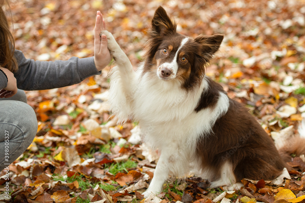 Dog being trained by its owner tto give a high five outdoors in a forest lane during autumn Dog being trained by its owner tto give a high five outdoors in a forest lane during autumn