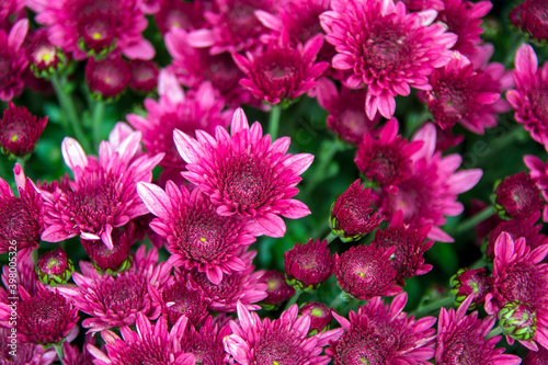 Beautiful pink chrysanthemum flowers