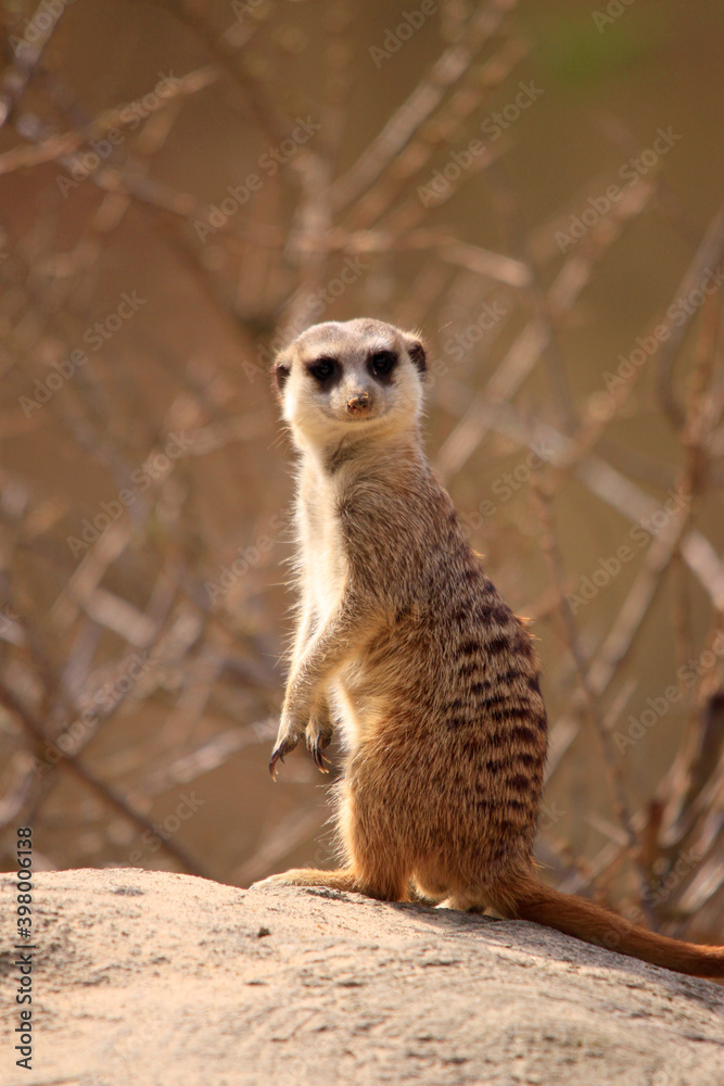 Fototapeta premium Erdmännchen (Suricata suricatta) auch Surikate oder Scharrtier, Wachposten auf Aussichtshügel