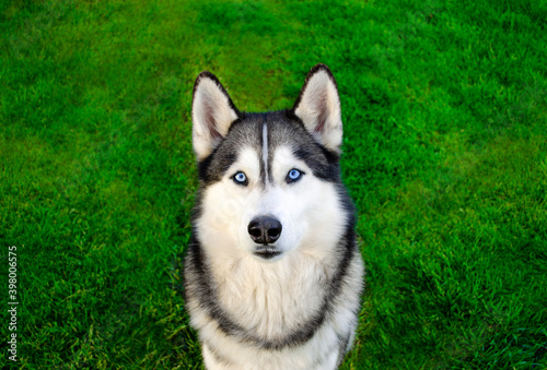 cute husky dog on the lawn