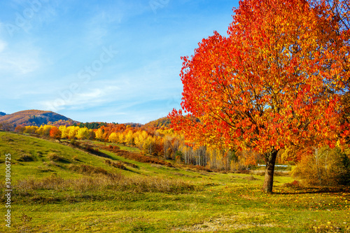 Fototapeta Naklejka Na Ścianę i Meble -  autumn landscape with tree