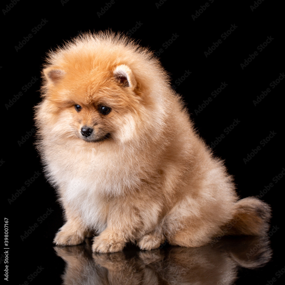 Cute little pomeranian spitz puppy sitting on a black background. Cute little pomeranian spitz puppy sitting on a black background.