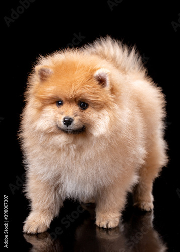 Lovely pomeranian puppy in studio on black background.