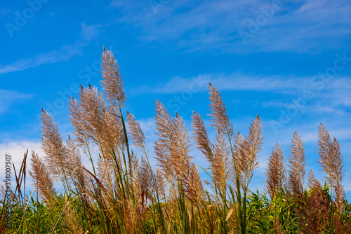Flower grass along the way on blue sky in winter season.