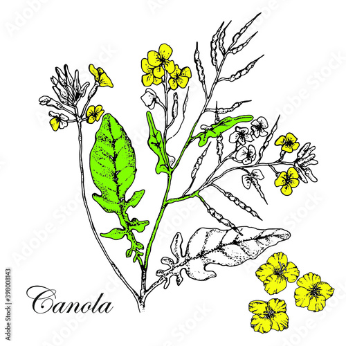 Rapeseed, plant, pods with seeds and leaves. Vector engraving botanical illustrations of rapeseed. Hand drawn outline sketch. Isolated on white background