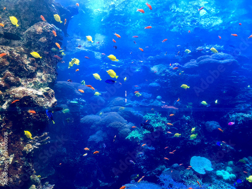 Fototapeta Naklejka Na Ścianę i Meble -  An aquarium with a fantastic world
