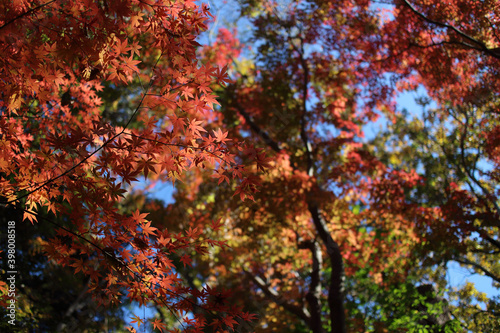 もみじ 紅葉 秋 青空 背景