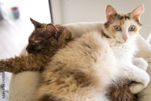 Obraz na plátně Two LaPerm cats are lying on top of each other.
