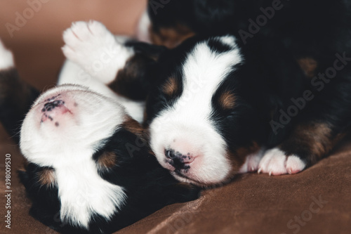 Little puppy of Bernese Mountain Dog in bed. Cute animals
