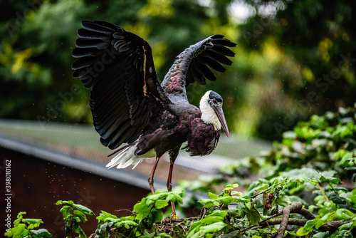 The woolly-necked stork or whitenecked stork (Ciconia episcopus) is a large wading bird in the stork family Ciconiidae. photo