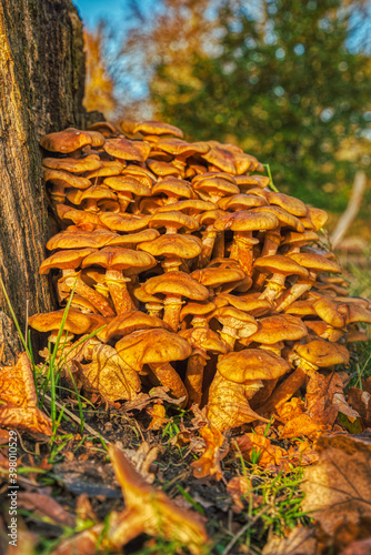 Autumnal closeup of a fungal cluster of orange toxic mushroom. Bunch of poisonous Jack o Lantern fungus beside a dead tree stump. Omphalotus Olearius fungi or funguses array in Jaegersborg Dyrehave photo