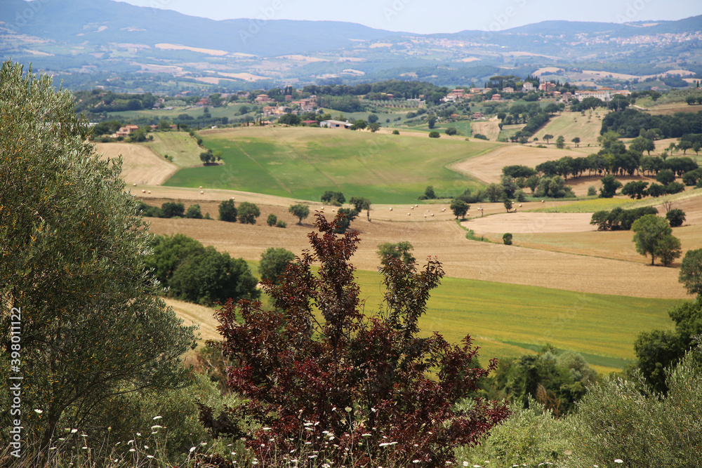 Trees with the Umbrian countryside in the background, Italy