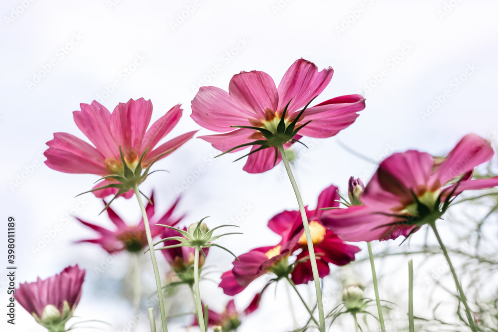 Pink cosmos flower blooming soft light on blur background